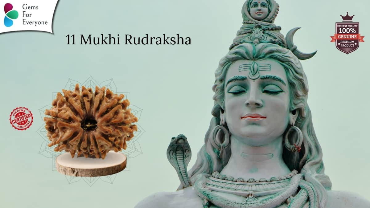 11 Mukhi Natural Rudraksha