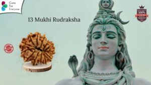13 Mukhi Natural Rudraksha