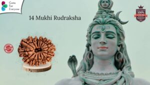 14 Mukhi Natural Rudraksha