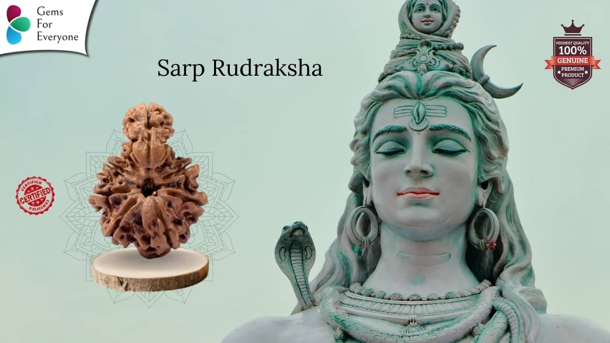 Sarp Natural Rudraksha